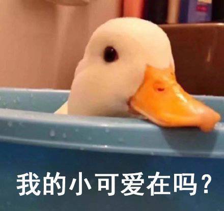 表情包 – 高清 GIF表情包 开放版权素材 免费下载 聊天斗图素材