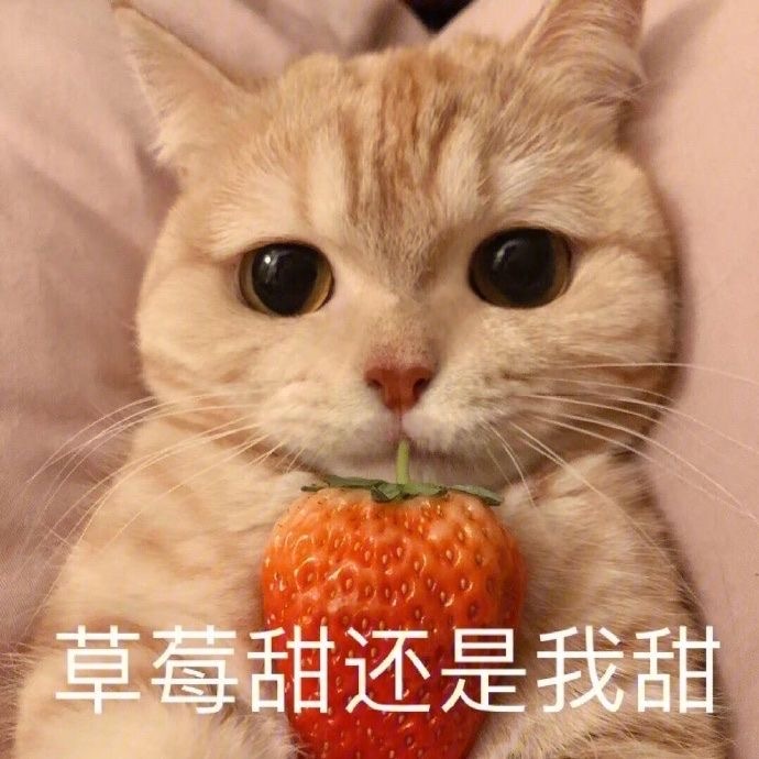 表情包