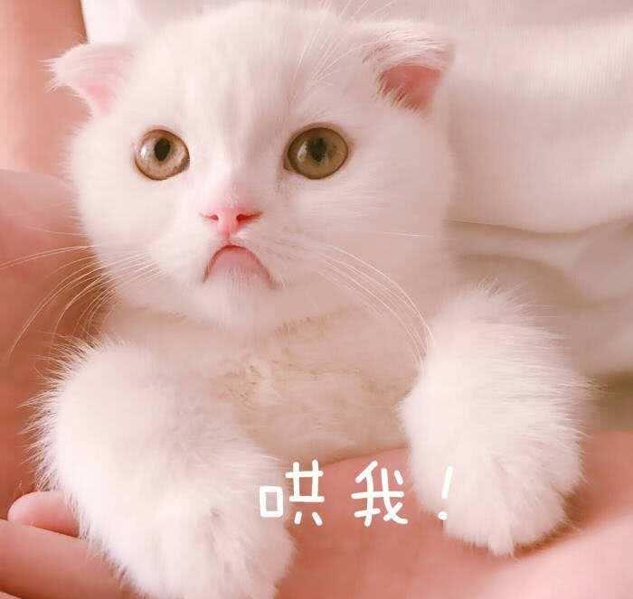 表情包