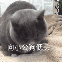表情包 – 高清 GIF表情包 开放版权素材 免费下载 聊天斗图素材