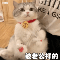 表情包 – 高清 GIF表情包 开放版权素材 免费下载 聊天斗图素材