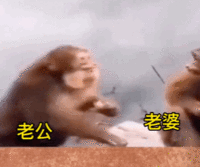 表情包 – 高清 GIF表情包 开放版权素材 免费下载 聊天斗图素材