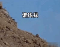 表情包
