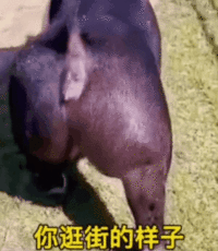 表情包