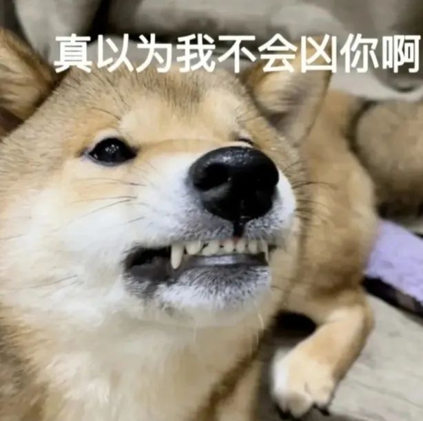 表情包 – 高清 GIF表情包 开放版权素材 免费下载 聊天斗图素材