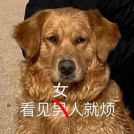 表情包 – 高清 GIF表情包 开放版权素材 免费下载 聊天斗图素材