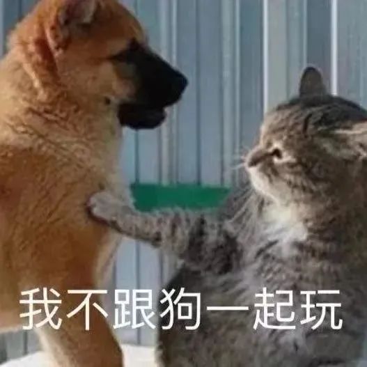 表情包 – 高清 GIF表情包 开放版权素材 免费下载 聊天斗图素材