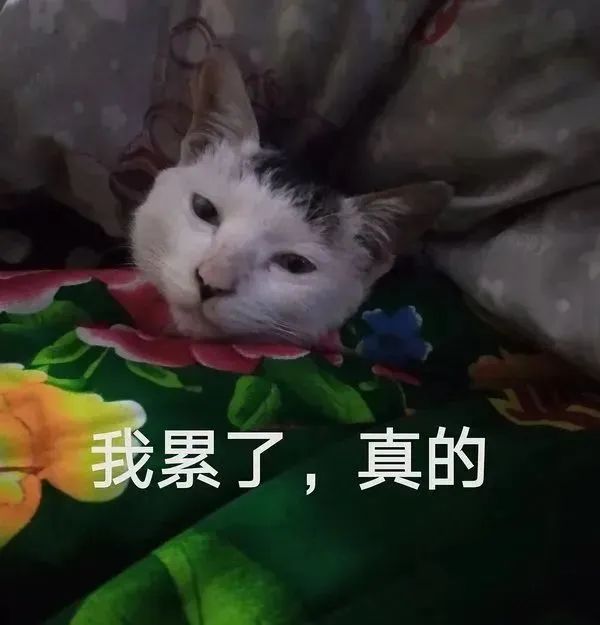 表情包