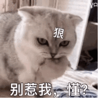 表情包 – 高清 GIF表情包 开放版权素材 免费下载 聊天斗图素材