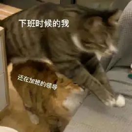 表情包