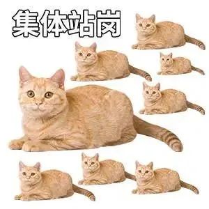 表情包